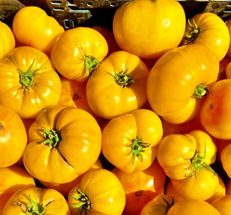 Azoychka Tomato
