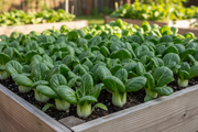 Extra Dwarf Pak Choi - Smaller Plants