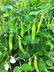 A lush green garden filled with tall pea plants, their pods growing in abundance. The plants are densely packed, with numerous pods visible throughout the scene. The leaves are a vibrant green, and the overall color scheme is a mix of green and white, creating a visually appealing and healthy garden environment.