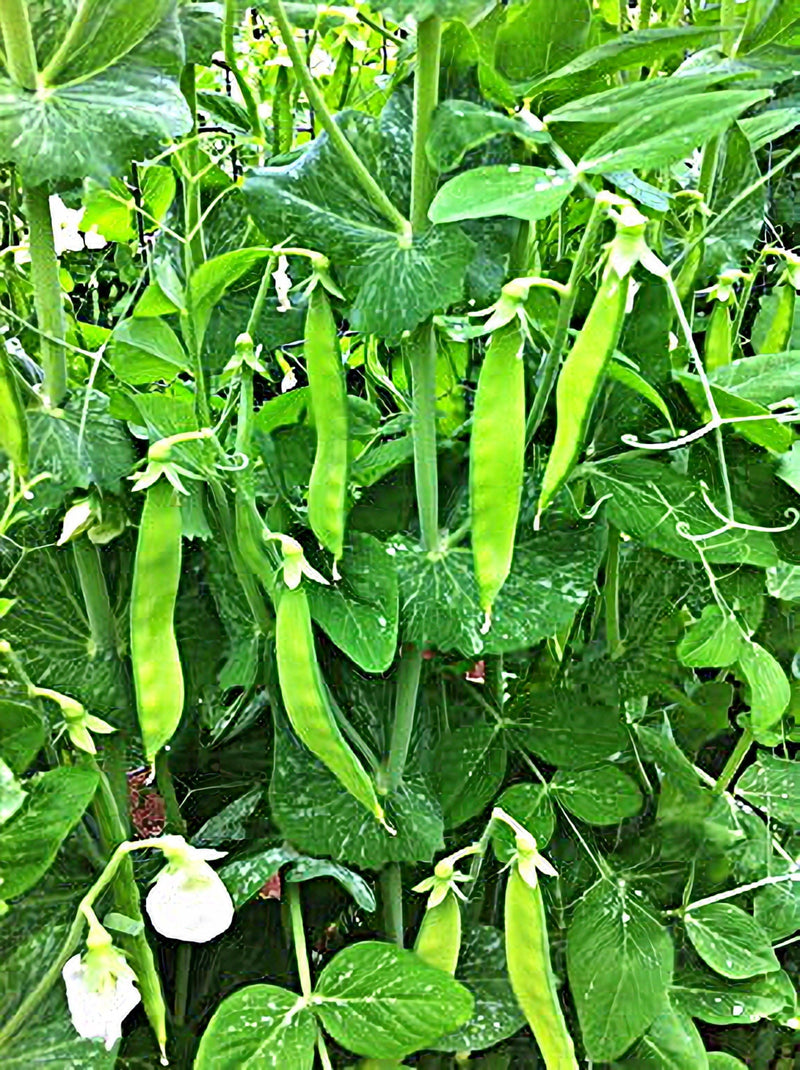 A lush green garden filled with tall pea plants, their pods growing in abundance. The plants are densely packed, with numerous pods visible throughout the scene. The leaves are a vibrant green, and the overall color scheme is a mix of green and white, creating a visually appealing and healthy garden environment.