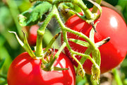 Moscow Tomato
