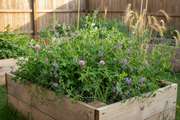 Fall Cover Crop Mix in Raised Bed