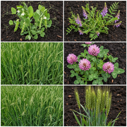 Fall Cover Crop Mix