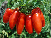 Italian Paste Tomato