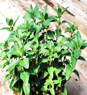 Stevia Sweet-leaf, Culinary & Medicinal Herbs - BoxGardenSeedsLLC - Culinary/Medicinal Herbs - Seeds - USA Seller, Thank you for shopping here today, Naturally Grown GMO Free Seeds, Heirloom Open Pollinated Seeds, Fresh Top Quality Premium Seeds