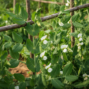 Field Peas