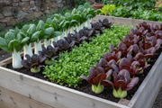 Four Pak Choi Varieties Side by Side in Raised Garden Bed
