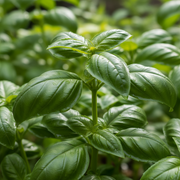 Genovese Basil