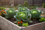 Glory of Enkhuizen Cabbage — Raised Bed