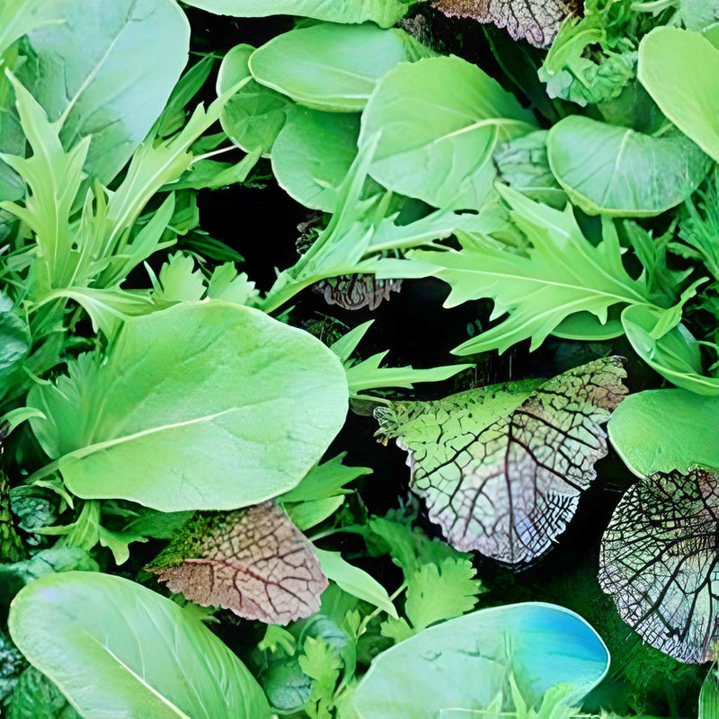 Gourmet Braising Mix Seeds — Heirloom Asian Greens