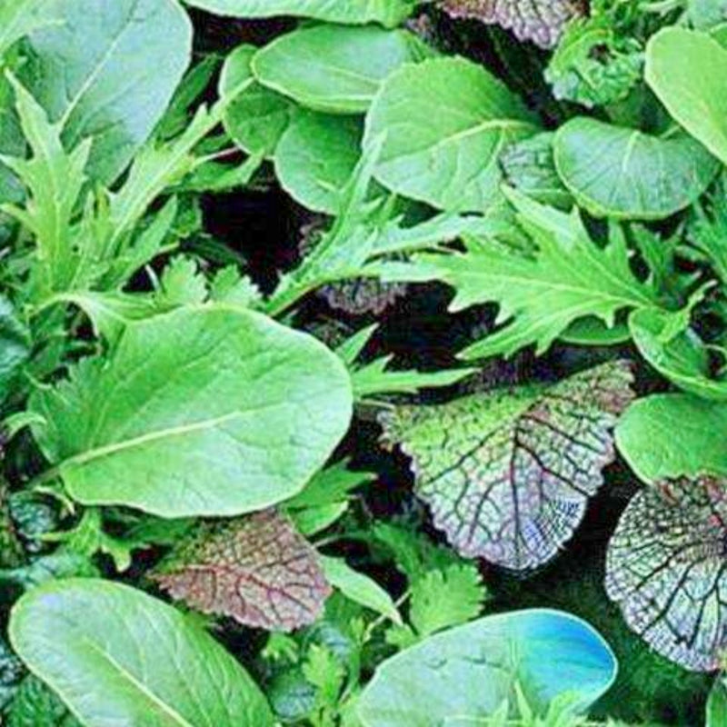 Gourmet Braising Mix Seeds — Heirloom Asian Greens