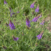Hairy Vetch