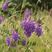 Hairy Vetch