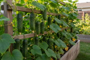 Homemade Pickles Cucumber Raised Bed