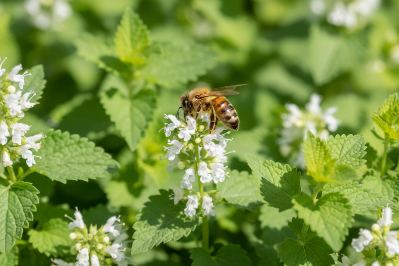 Honeybee Foraging on Lemon Balm Flowers