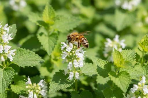 Honeybee Foraging on Lemon Balm Flowers