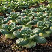 Hotaru F1 Mini Pak Choi Compact Rosette Heads with Broad Petioles