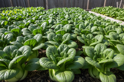 Hotaru F1 Mini Pak Choi Growing in Raised Garden Bed