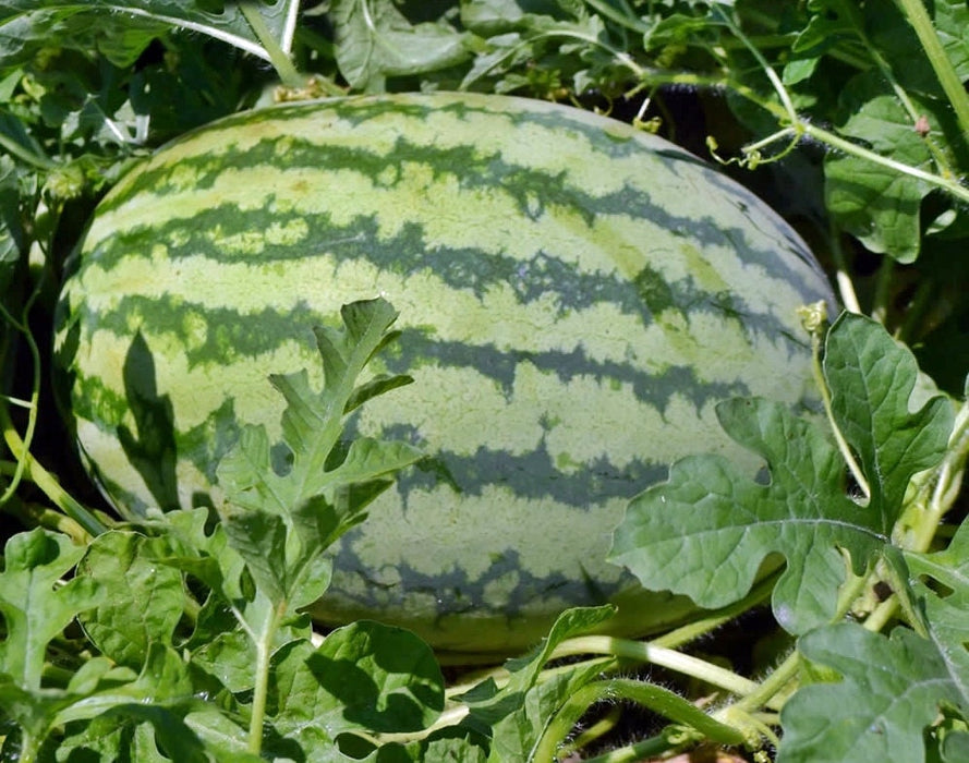 Crimson Sweet, Watermelon, -- BoxGardenSeedsLLC -Melons, Cantaloupe - Seeds