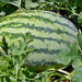 Striped Klondike Blue Ribbon, Watermelon, - BoxGardenSeedsLLC -Melons, Cantaloupe - Seeds