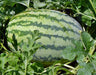 - BoxGardenSeedsLLC - Striped Klondike Blue Ribbon, Watermelon, - Melons, Cantaloupe - Seeds