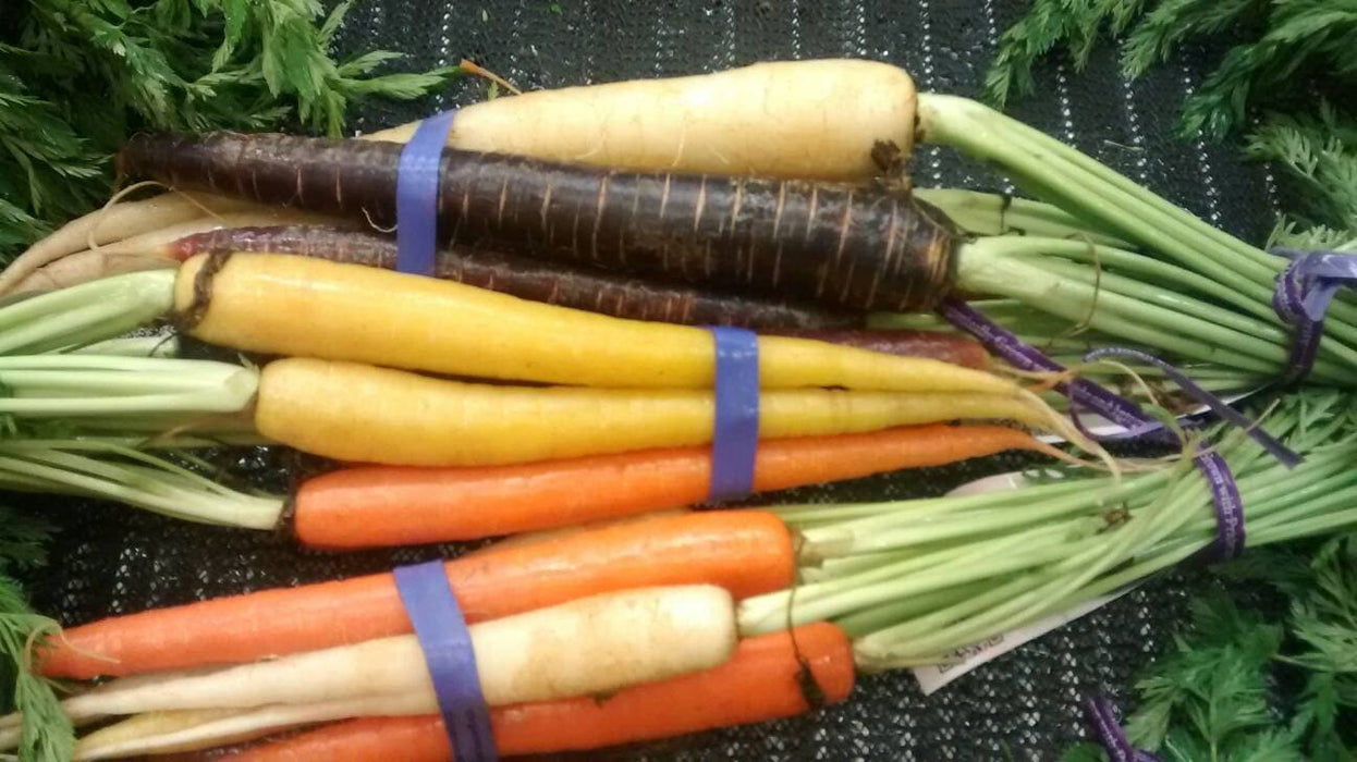 - BoxGardenSeedsLLC - Rainbow Mix, Carrot, - Carrots - Seeds