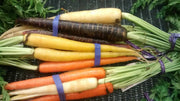 Rainbow Mix, Carrot - BoxGardenSeedsLLC - Carrots - Seeds - USA Seller, Thank you for shopping here today, Naturally Grown GMO Free Seeds, Heirloom Open Pollinated Seeds, Fresh Top Quality Premium Seeds