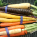 Rainbow Mix, Carrot, - BoxGardenSeedsLLC -Carrots - Seeds