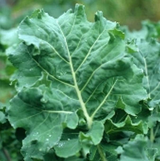 Premier, Kale, -- BoxGardenSeedsLLC -Cabbage, Kale - Seeds