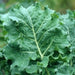 - BoxGardenSeedsLLC - Premier, Kale, - ABS/Clearance Sale - Seeds