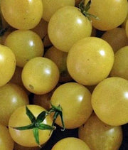 White Cherry, Tomato - BoxGardenSeedsLLC - Tomatoes,Tomatillos - Seeds - 