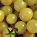 White Cherry, Tomato, - BoxGardenSeedsLLC -Tomatoes,Tomatillos - Seeds