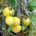 White Cherry, Tomato, - BoxGardenSeedsLLC -Tomatoes,Tomatillos - Seeds