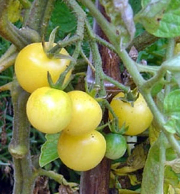 - BoxGardenSeedsLLC - White Cherry, Tomato, - Tomatoes,Tomatillos - Seeds