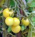 - BoxGardenSeedsLLC - White Cherry, Tomato, - Tomatoes,Tomatillos - Seeds