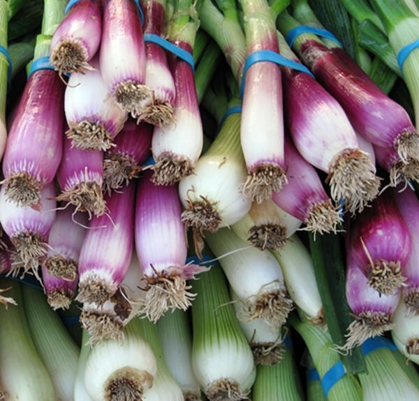 Deep Purple Bunching, Onion, -- BoxGardenSeedsLLC -Onions,Leeks - Seeds