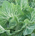 - BoxGardenSeedsLLC - Premier Kale - Cabbage, Kale - Seeds