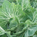 Premier, Kale, - BoxGardenSeedsLLC -Cabbage, Kale - Seeds