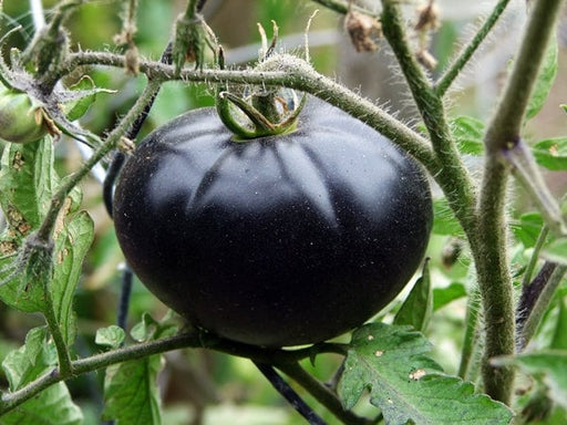 - BoxGardenSeedsLLC - Black Beauty, Tomato, - Tomatoes,Tomatillos - Seeds