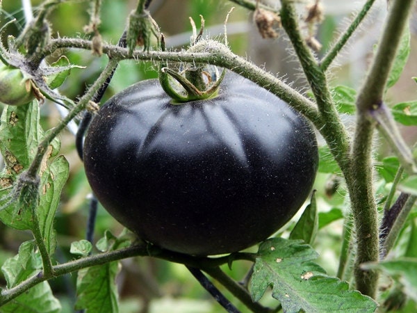 Black Beauty, Tomato, -- BoxGardenSeedsLLC -Tomatoes,Tomatillos - Seeds