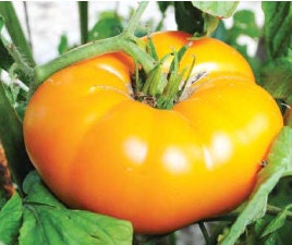 - BoxGardenSeedsLLC - Orange/Yellow Brandywine, Tomato, - Tomatoes,Tomatillos - Seeds