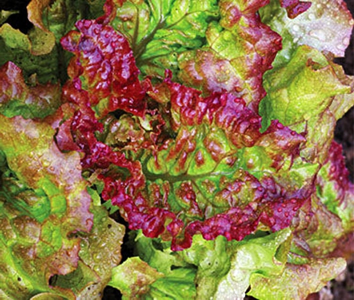 Prizehead Leaf, Lettuce, -- BoxGardenSeedsLLC -Lettuce - Seeds