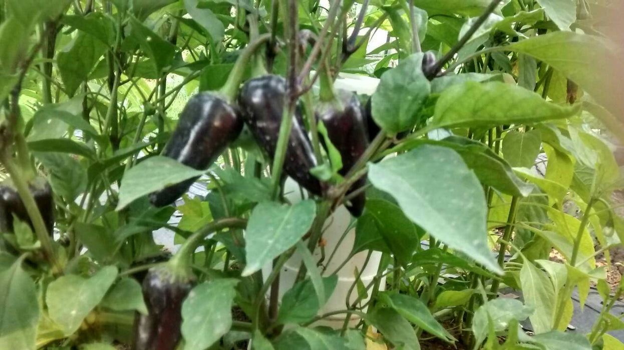 copy Jalapeno Purple Hot Pepper - BoxGardenSeedsLLC -Peppers,Eggplants - Seeds