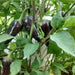 copy Jalapeno Purple Hot Pepper - BoxGardenSeedsLLC -Peppers,Eggplants - Seeds
