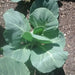 Premier, Kale, - BoxGardenSeedsLLC -Cabbage, Kale - Seeds