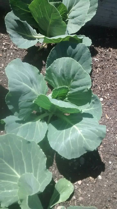 Premier, Kale, -- BoxGardenSeedsLLC -Cabbage, Kale - Seeds