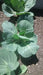 Premier, Kale, -- BoxGardenSeedsLLC -Cabbage, Kale - Seeds