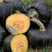 Burgess Buttercup, Winter Squash, - BoxGardenSeedsLLC -Squash,Pumpkins - Seeds