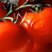 Moneymaker, Tomato, - BoxGardenSeedsLLC -Abundant Stock SALE - Seeds