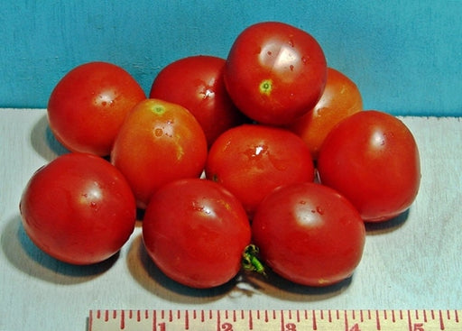 - BoxGardenSeedsLLC - Moneymaker, Tomato, - Tomatoes,Tomatillos - Seeds